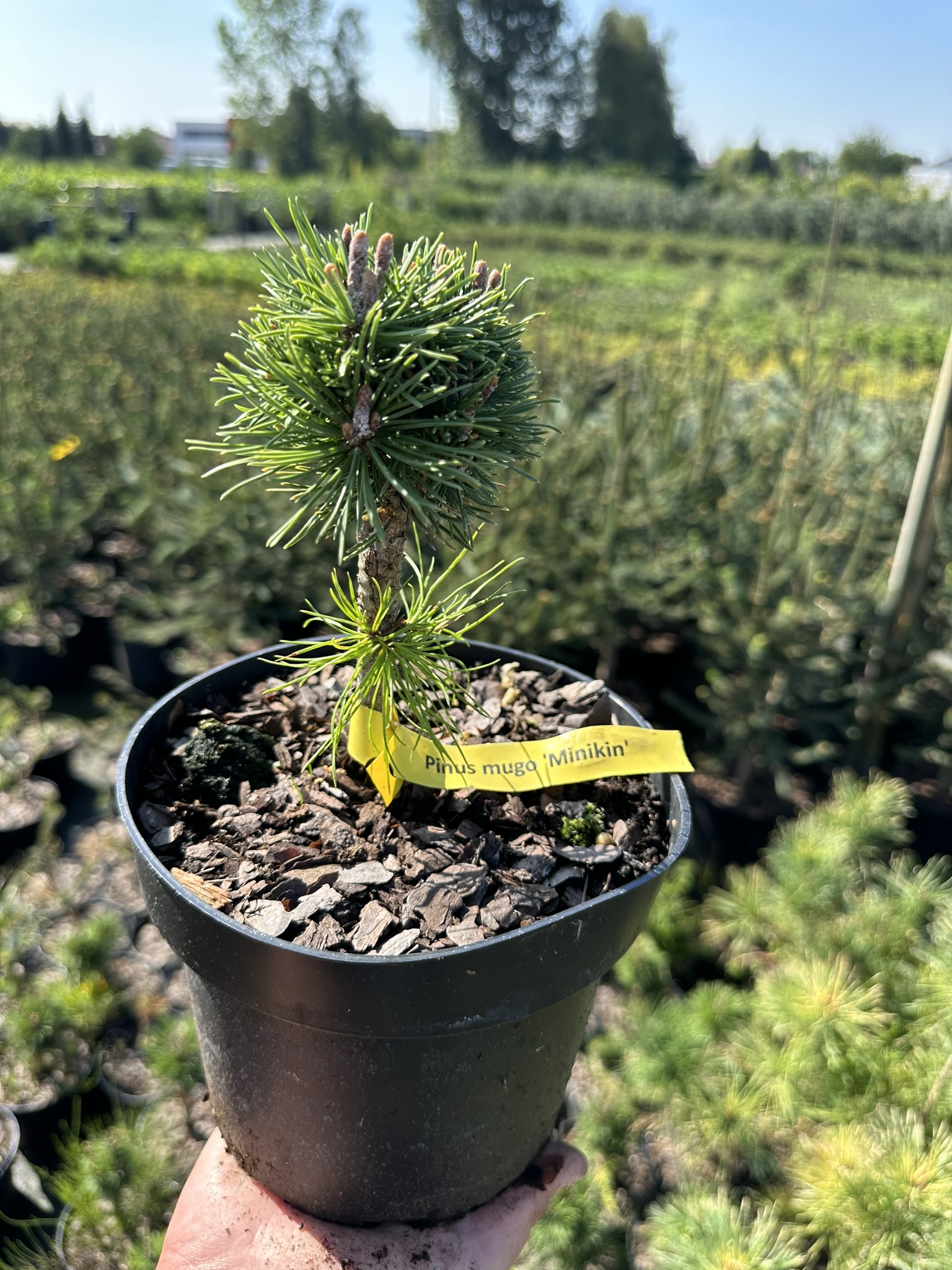 Сосна горная Миникин